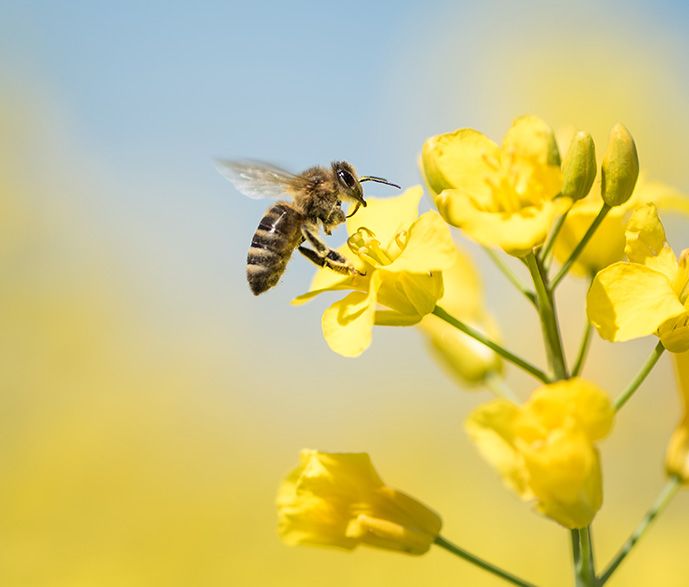 Blüten locken Bestäuber: 6 Impulse zur Gewinnung von Neukunden im B2B-Vertrieb